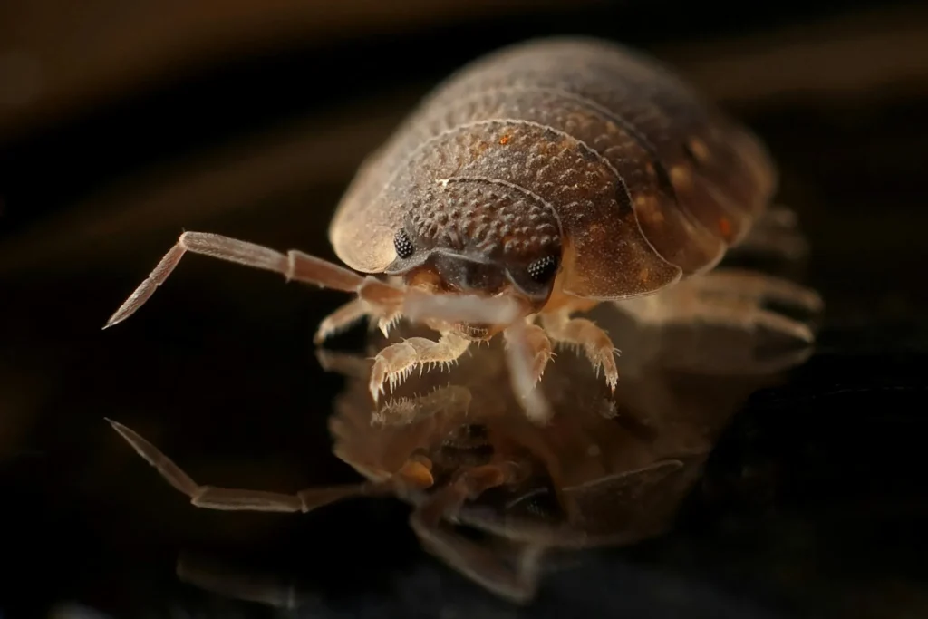 Bed-Bug-Treatment - East Brunswick Exterminator Pros | East Brunswick, NJ | 551-553-4541